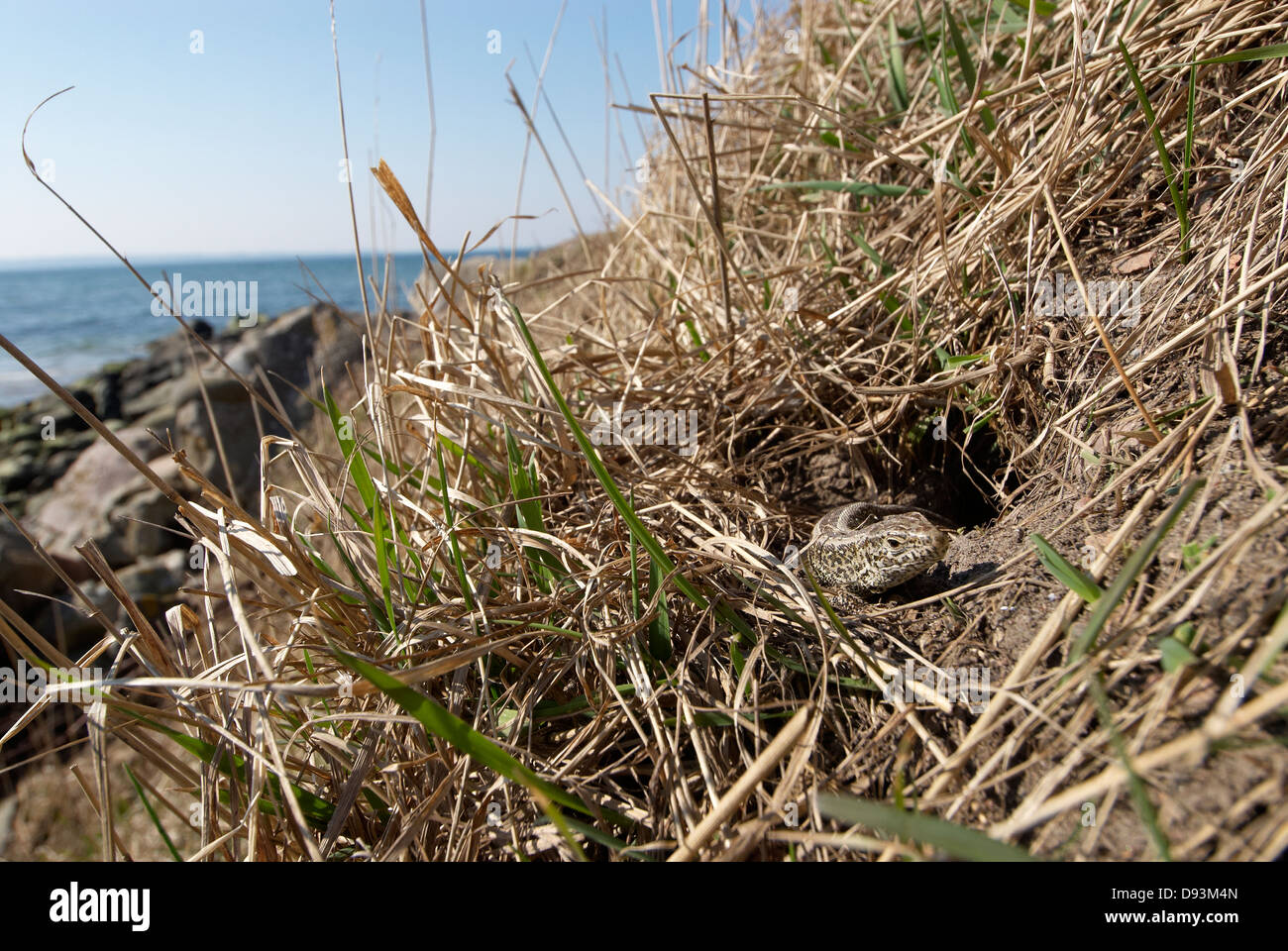 Lézard dans l'herbe avec mer en arrière-plan Banque D'Images