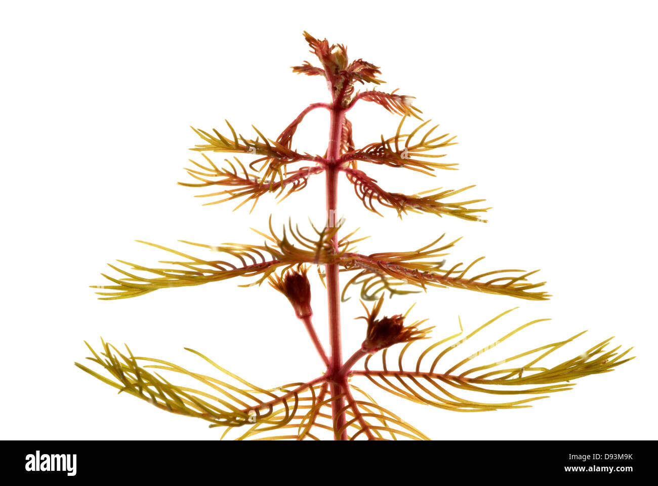 Arbre branche against white background, close-up Banque D'Images