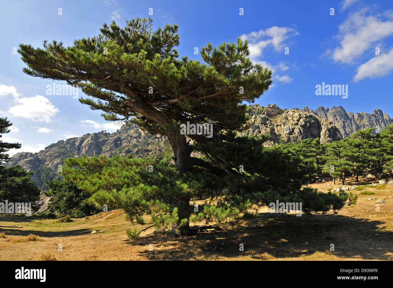 Corsian black pine, Pinus nigra laricio, au Col de Bavella, Corse, France Banque D'Images