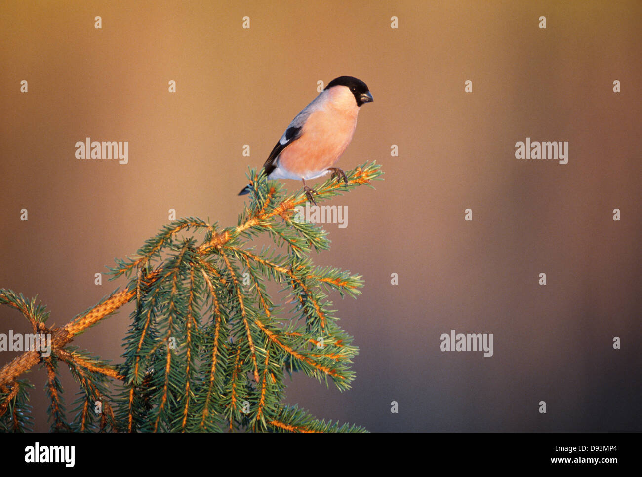 Colvert perching on branch Banque D'Images