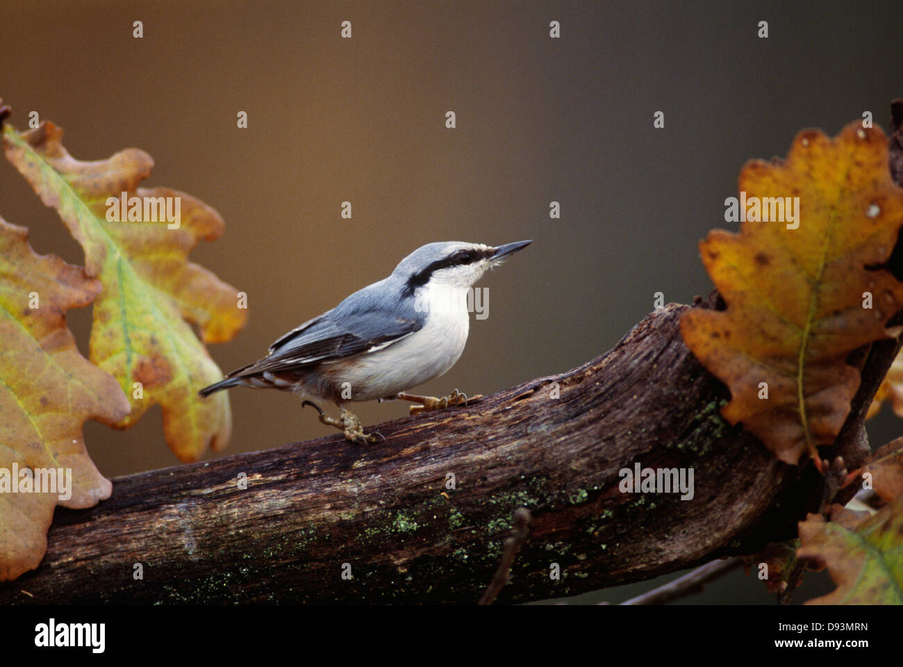 Petit oiseau perché sur un arbre Banque D'Images