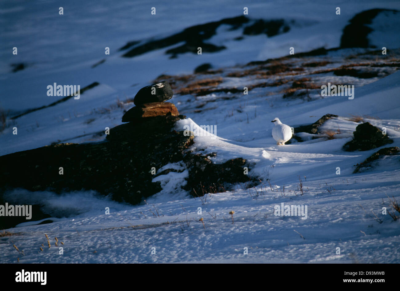 Tétras dans la neige Banque D'Images