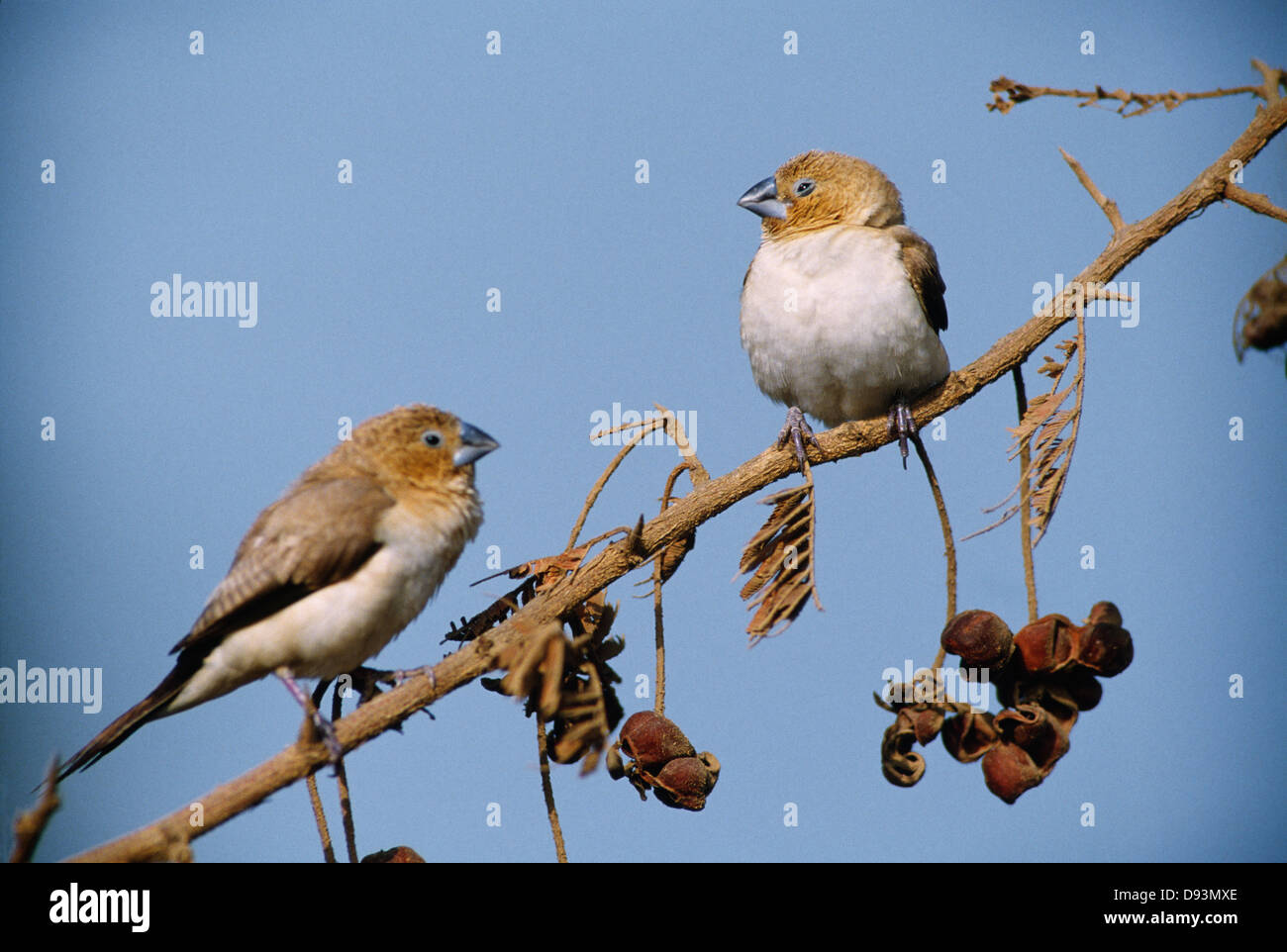 Deux oiseaux perching on branch Banque D'Images