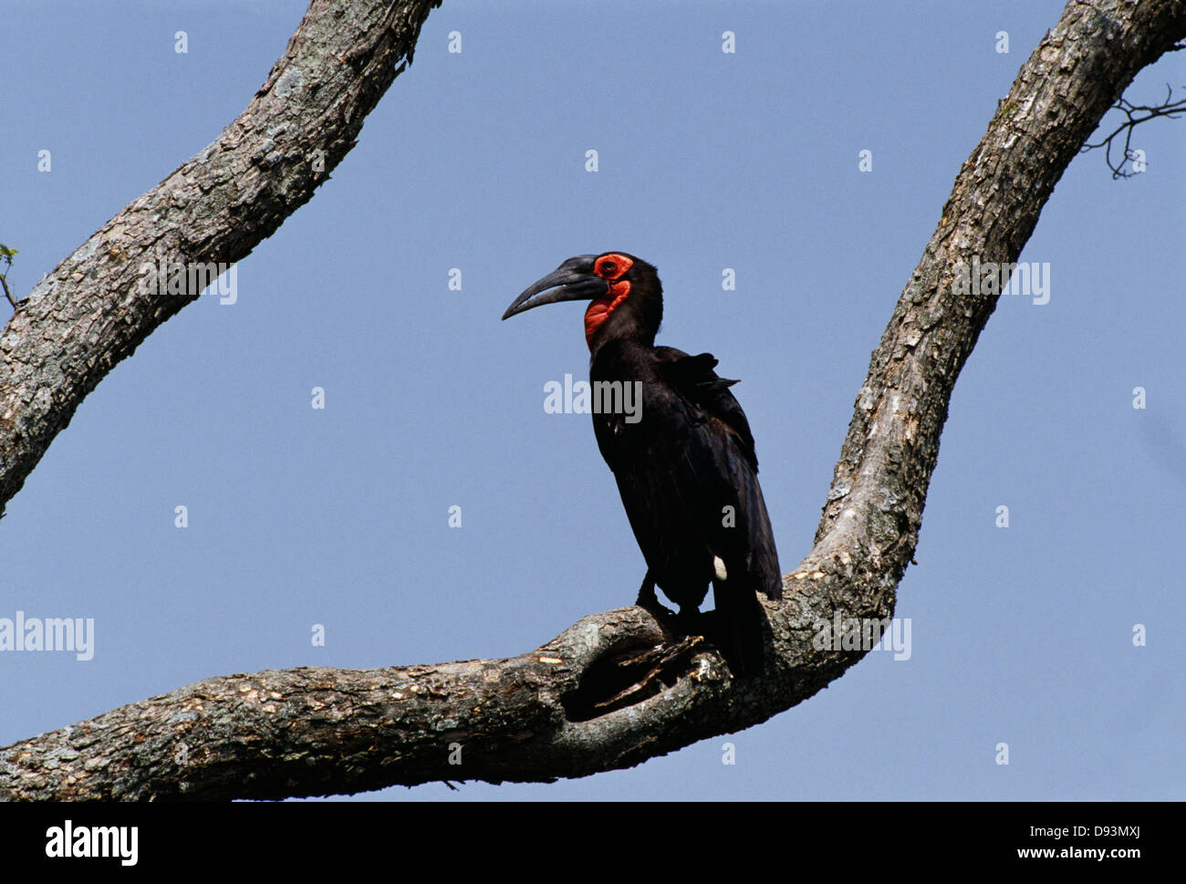 Bird perching on branch Banque D'Images
