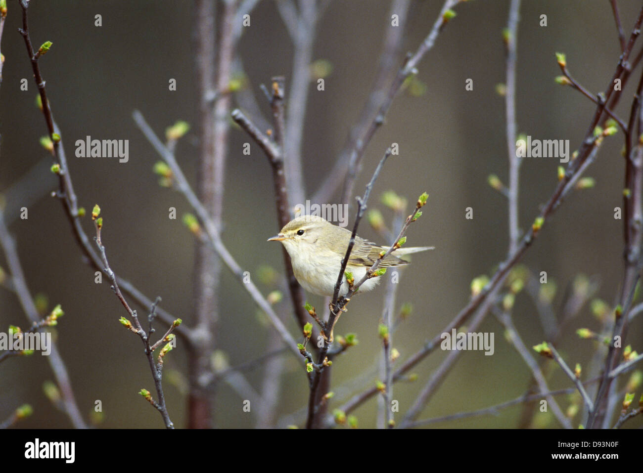 Bird perching on branch Banque D'Images
