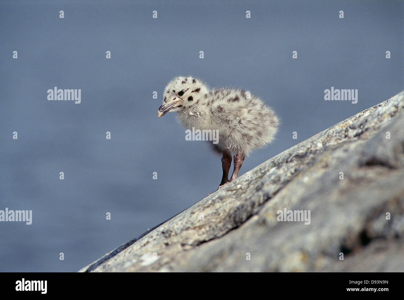 Le jeune oiseau Banque D'Images