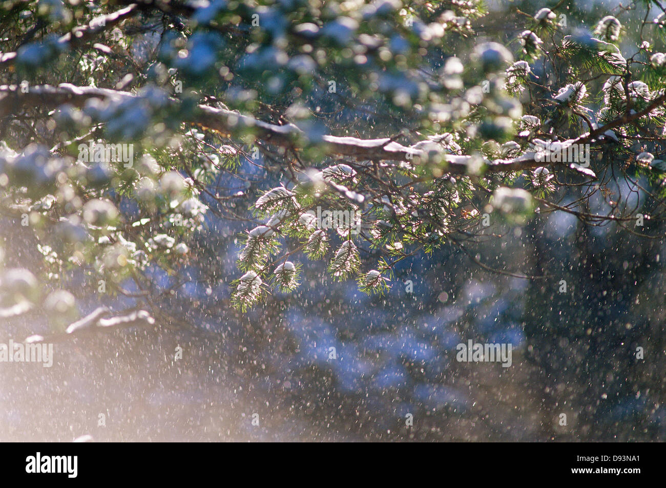 Direction générale sur un épicéa avec la neige. Banque D'Images
