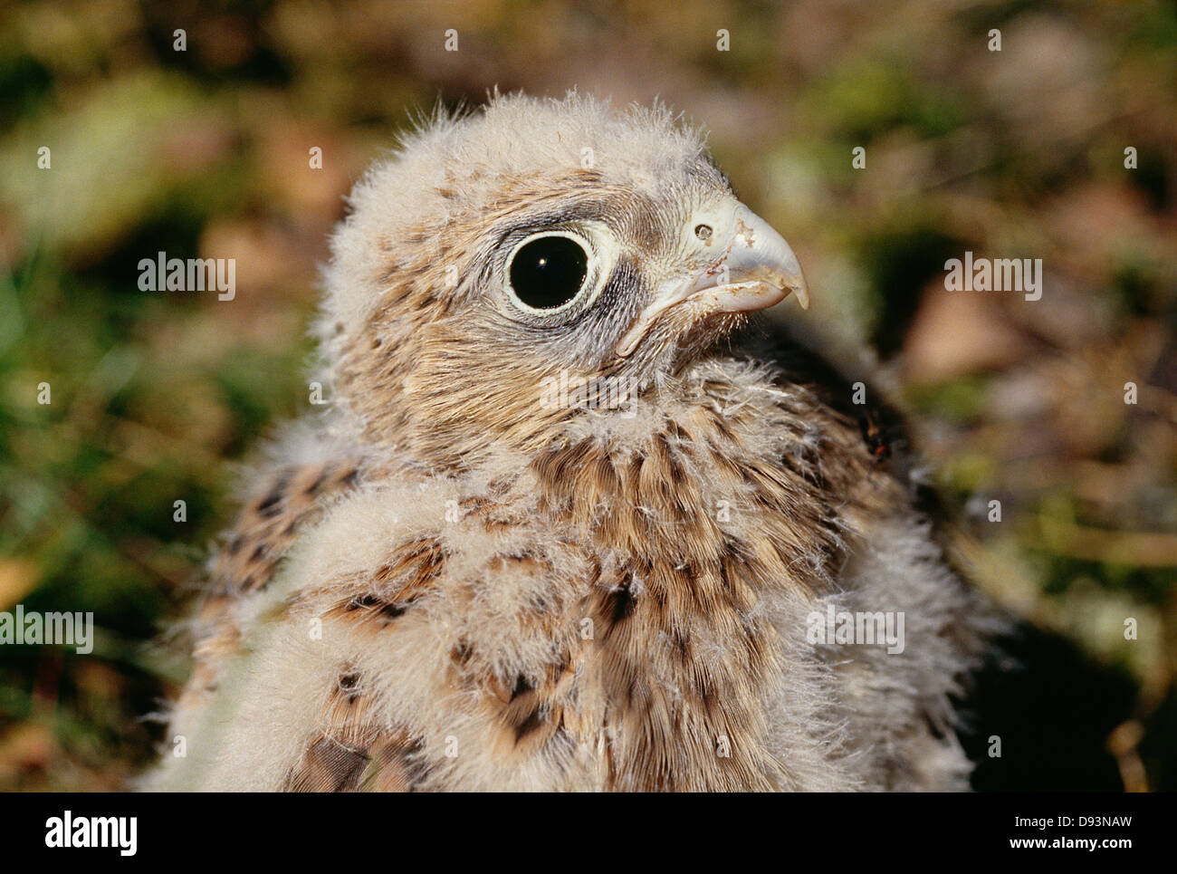 Jeune oiseau Banque D'Images