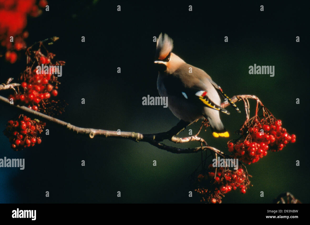Direction générale de l'oiseau perché sur, close-up Banque D'Images