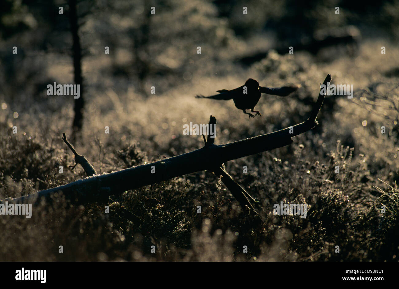 Silhouette d'oiseau survolant branch Banque D'Images