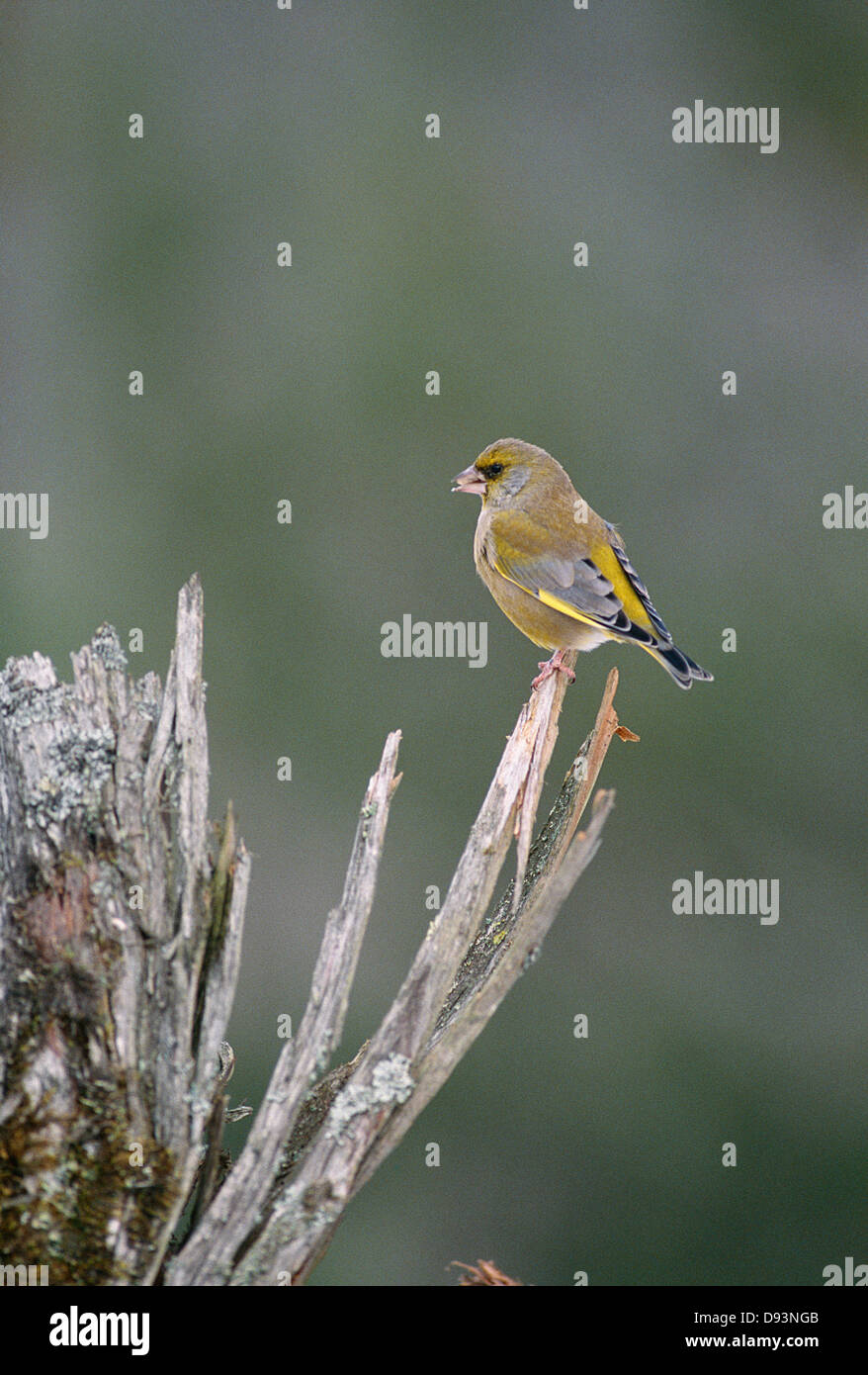 Green finch sur souche d'arbre, close-up Banque D'Images