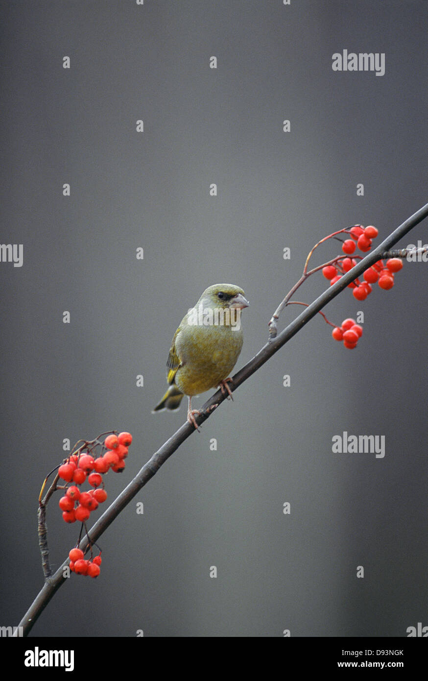 Finch vert sur une branche du berry close-up Banque D'Images