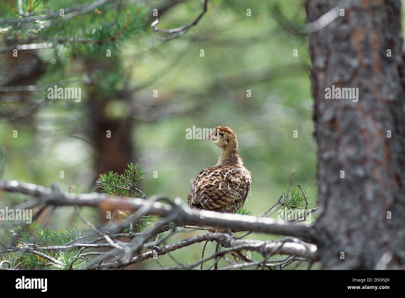 Grouse perching on branch Banque D'Images