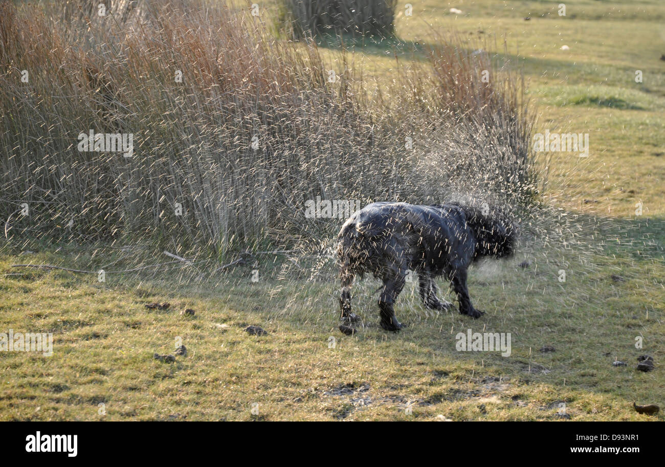 Chien cocker noir à laver agitation par river chasse tir tir faisan humide UK Banque D'Images