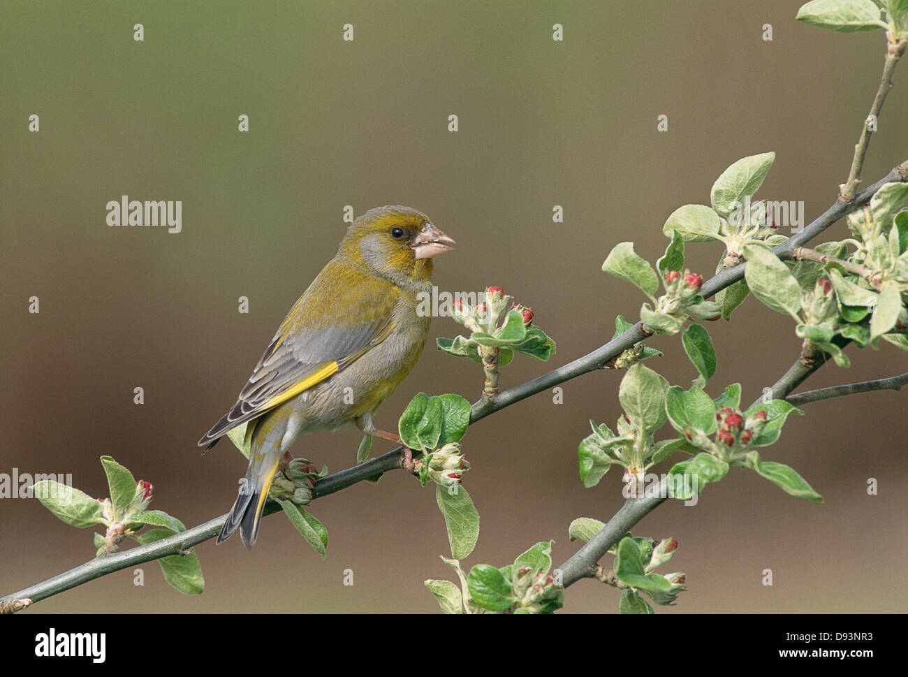 Verdier perching on branch Banque D'Images
