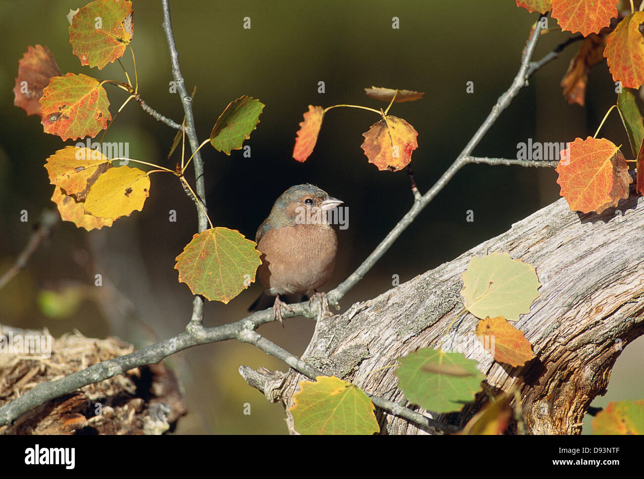 Chaffinch perché sur une branche Banque D'Images