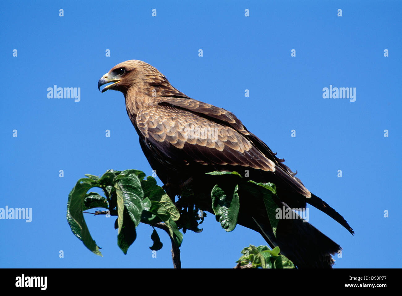 Oiseau sur branche, close-up Banque D'Images