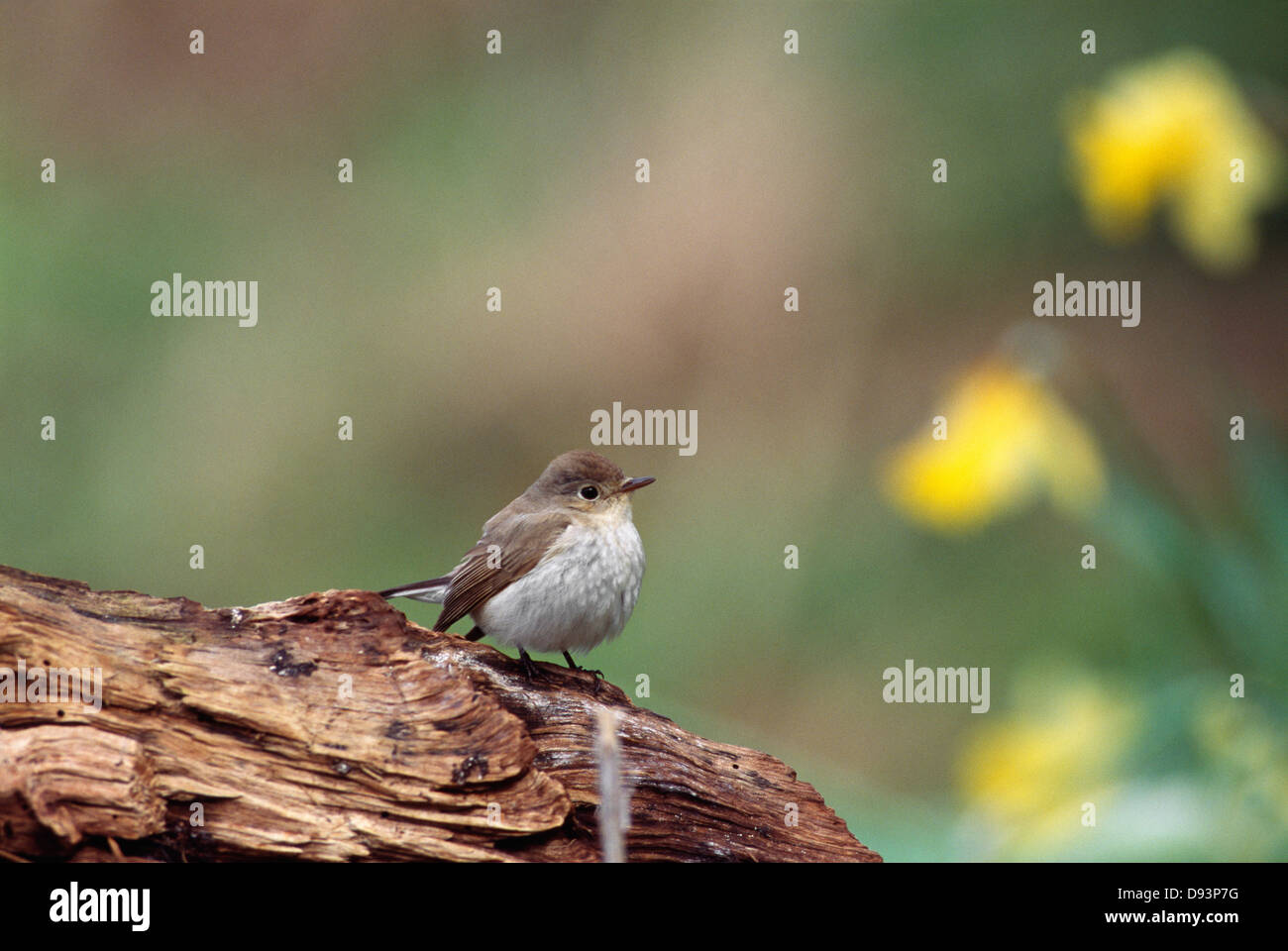 Sur branch moucherolle, close-up Banque D'Images