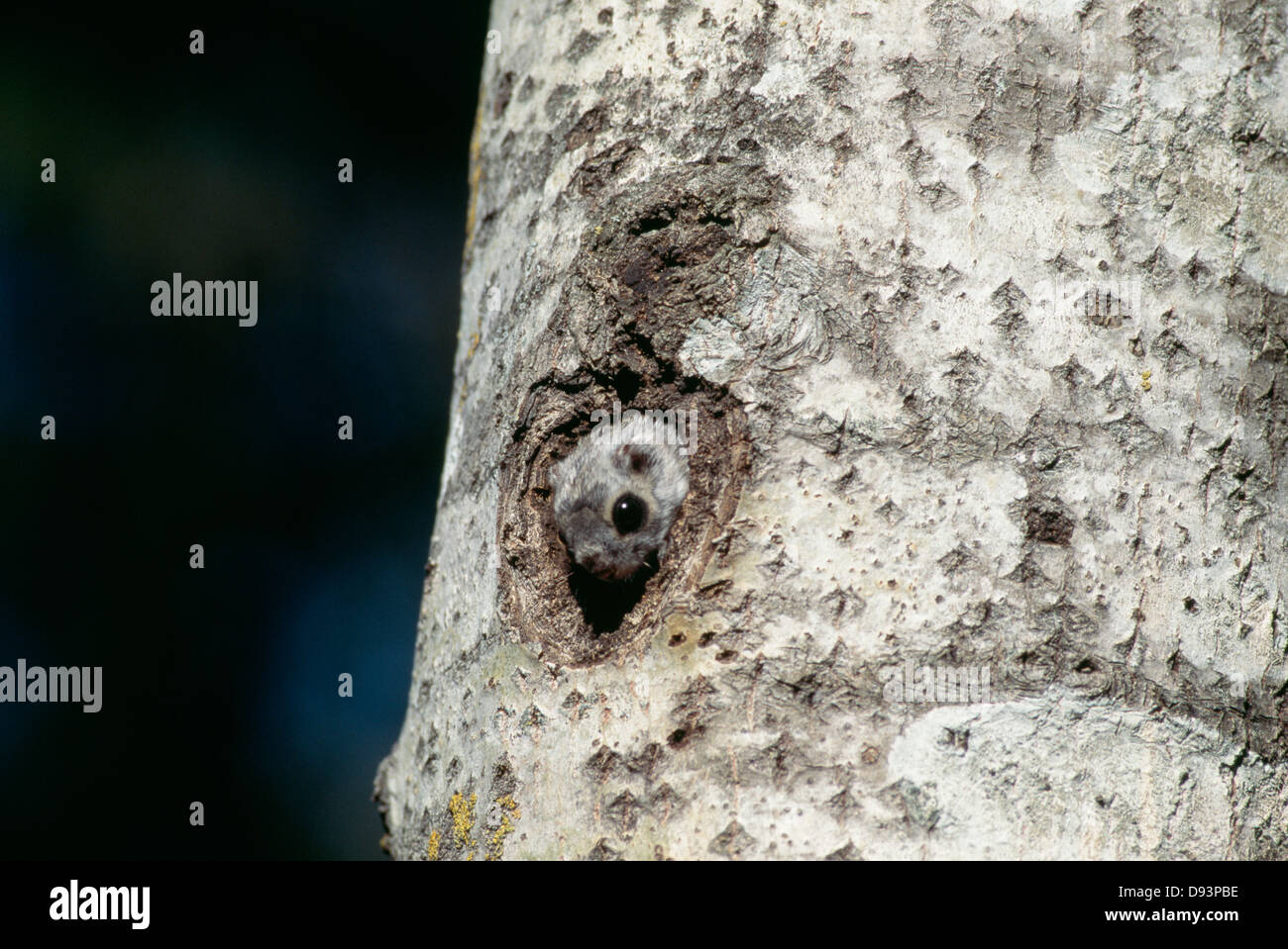Écureuil volant peeking de trou de tree trunk Banque D'Images