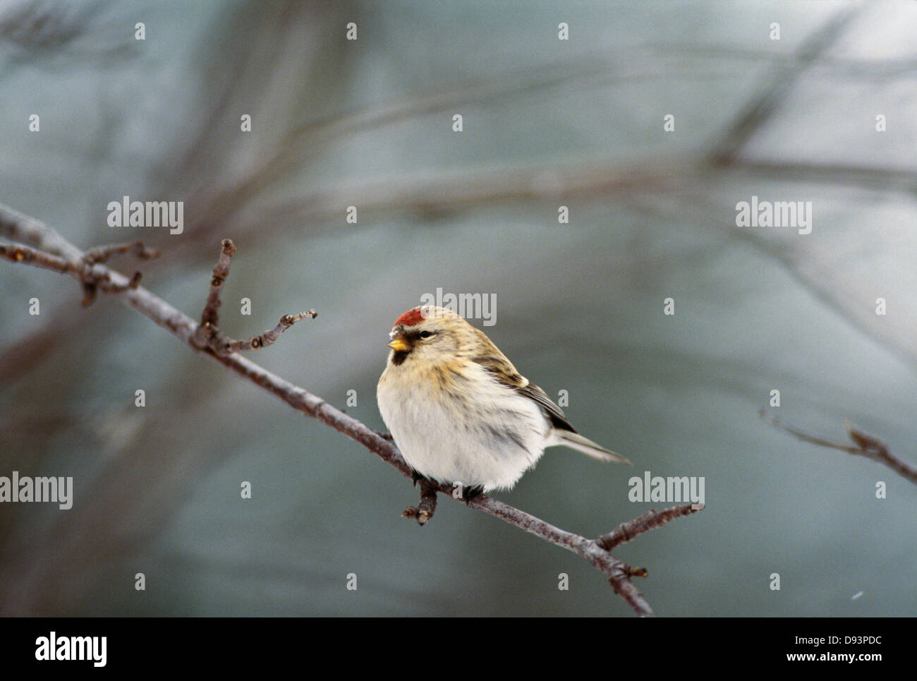 Bird perching on branch Banque D'Images