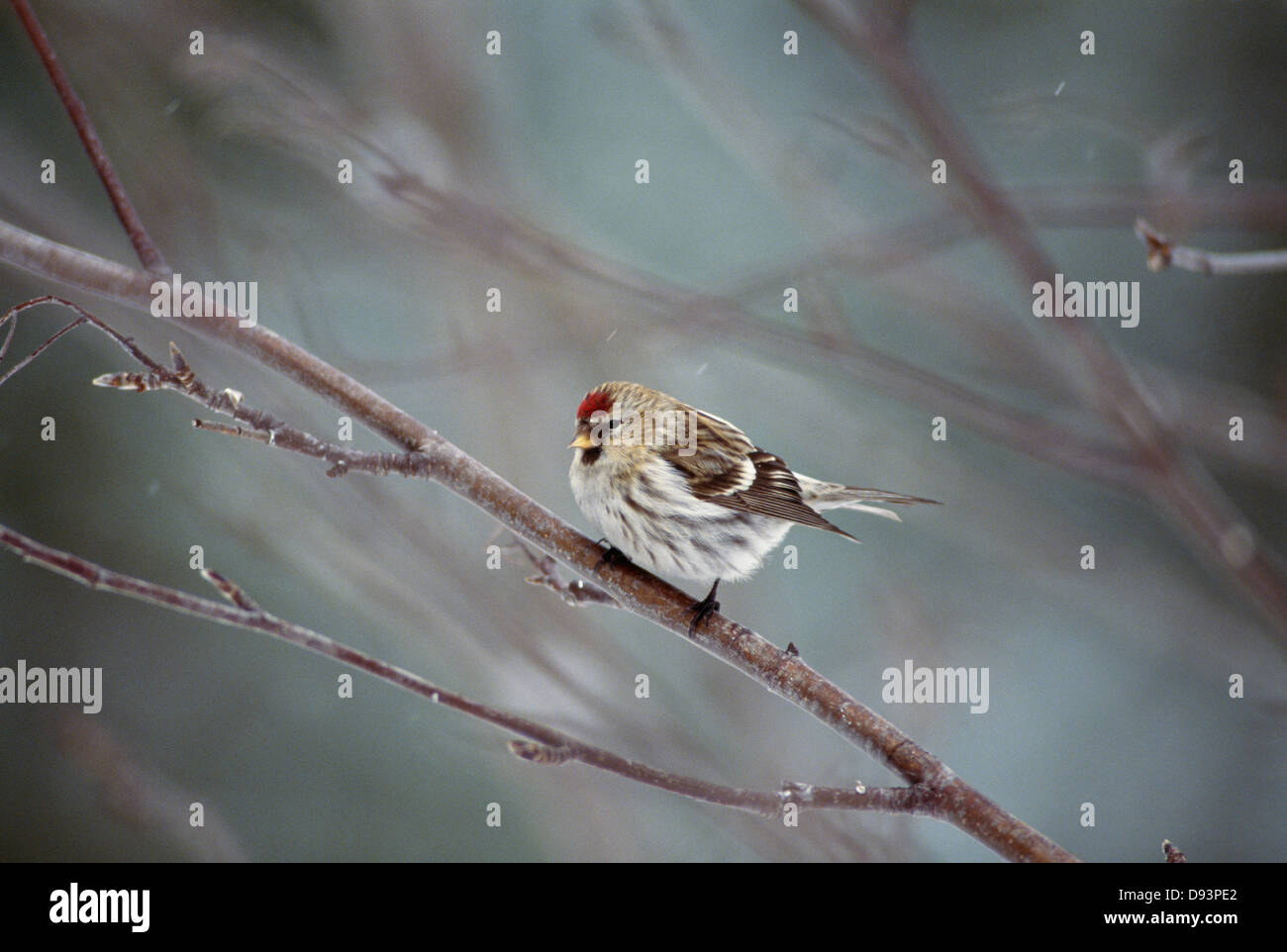 Sizerin flammé on tree branch Banque D'Images