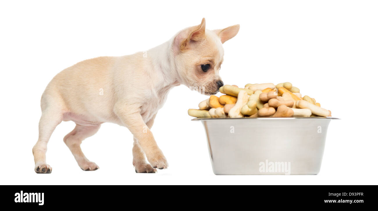 Chihuahua chiot à à grand bol de biscuits contre fond blanc Banque D'Images