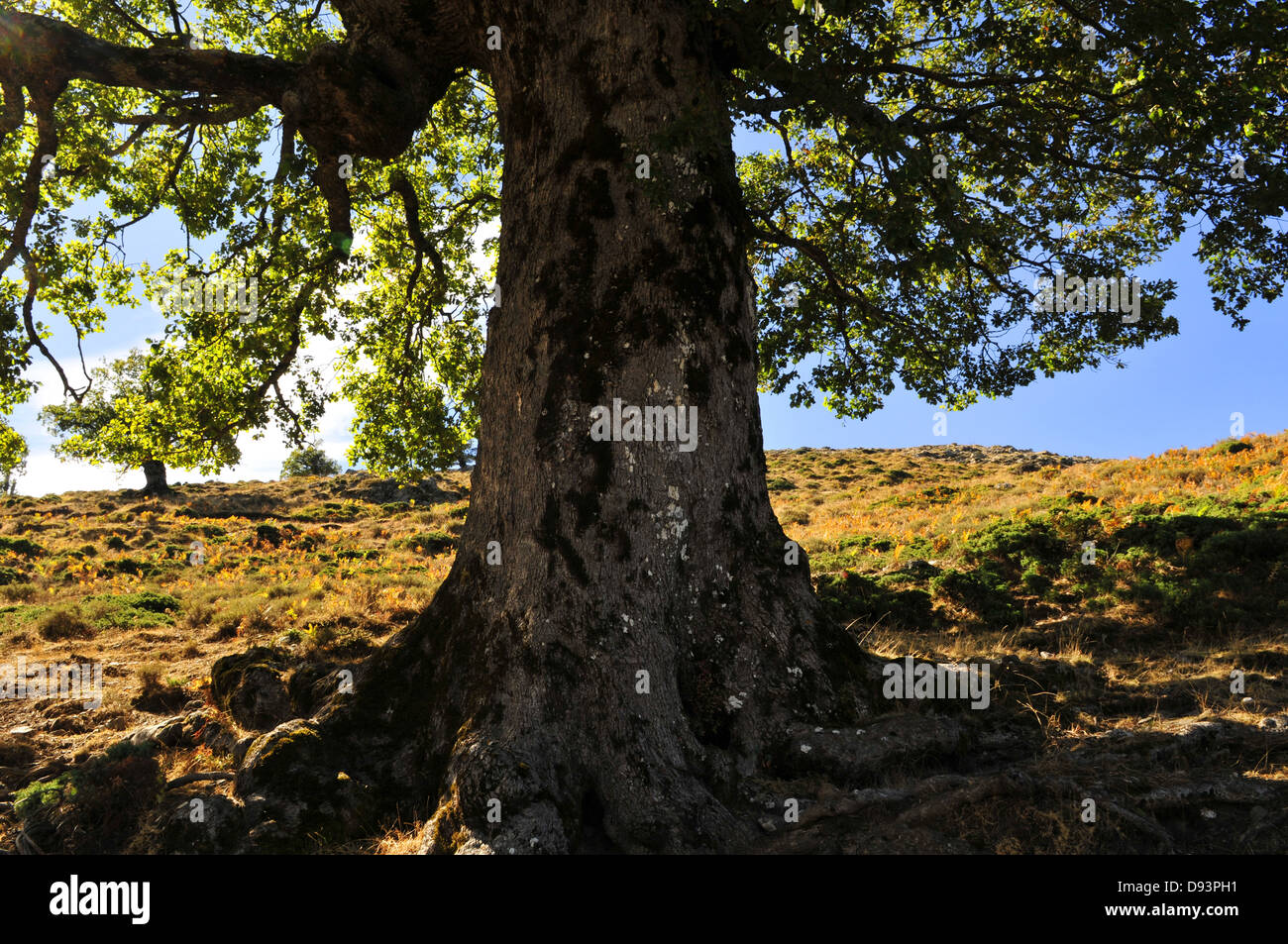 Oak, Quercus pubescens Downy, Monte d'Iscudu, du Gennargentu, Sardaigne, Italie Banque D'Images