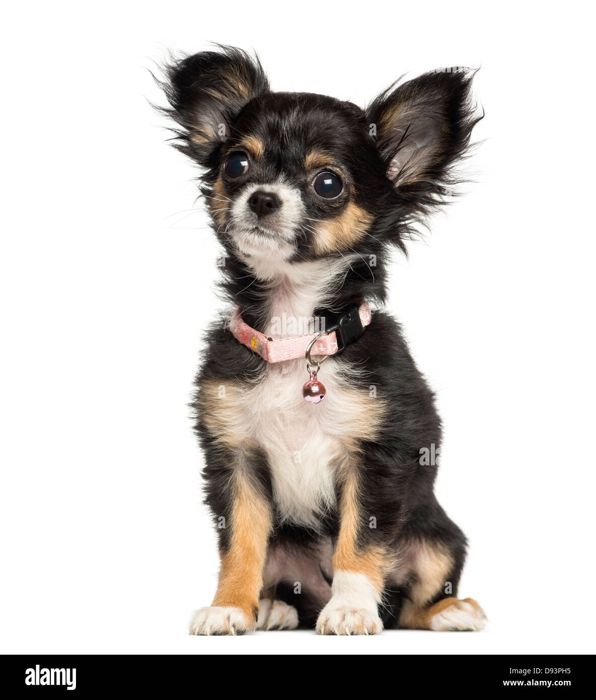 Chihuahua chiot portant collier fantaisie, 3 mois, assis contre un fond blanc Banque D'Images