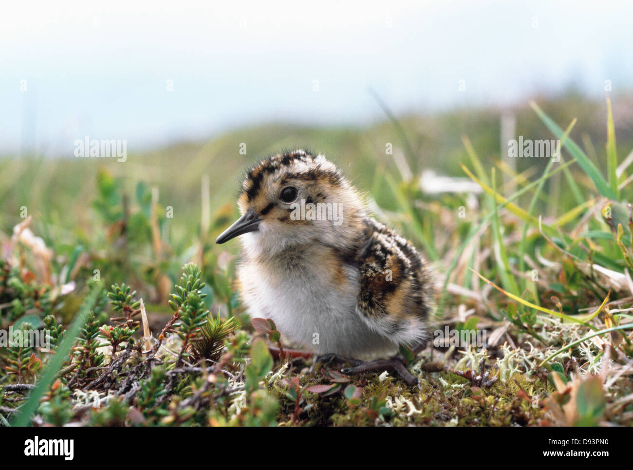Jeune oiseau sur l'herbe Banque D'Images