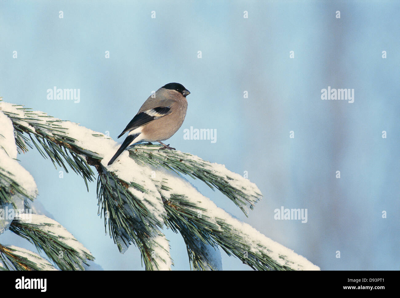 Bouvreuil perché sur l'arbre dans la neige Banque D'Images