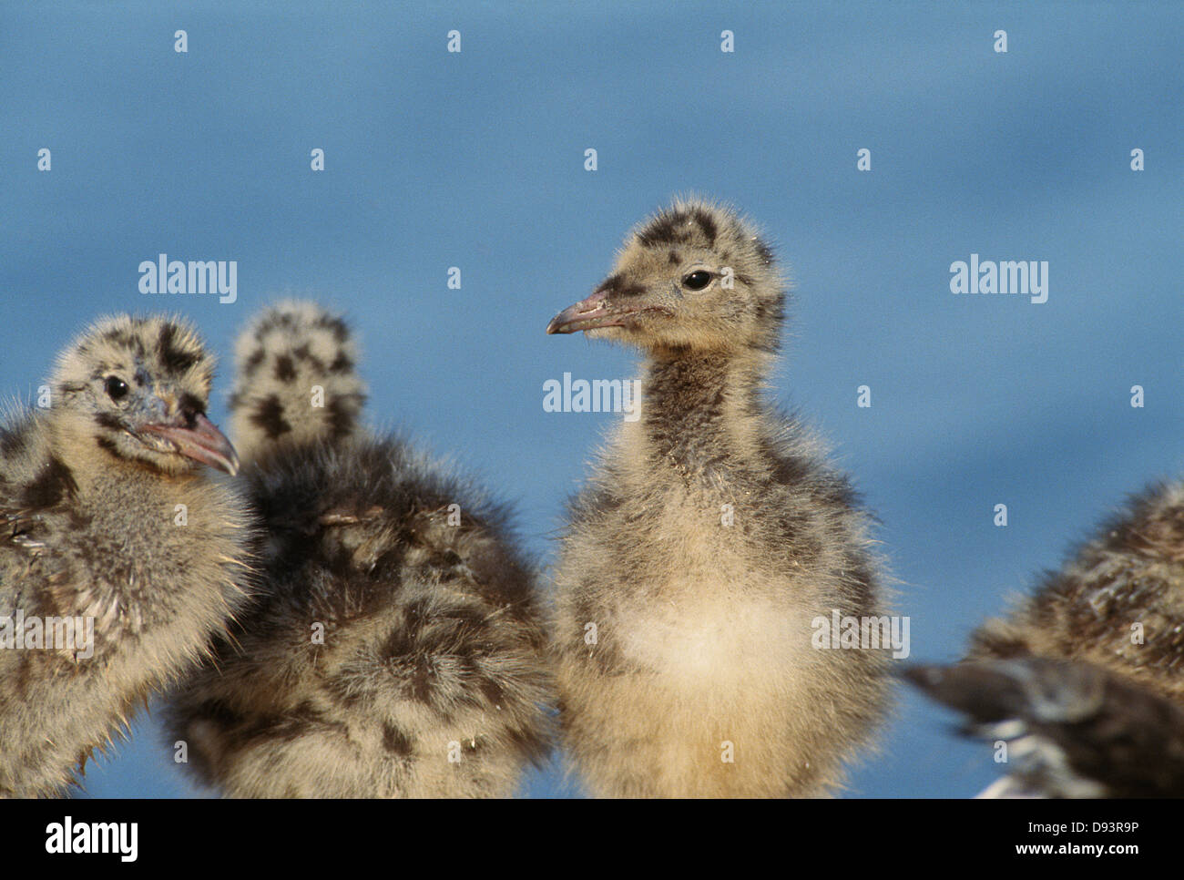 Les jeunes oiseaux Banque D'Images