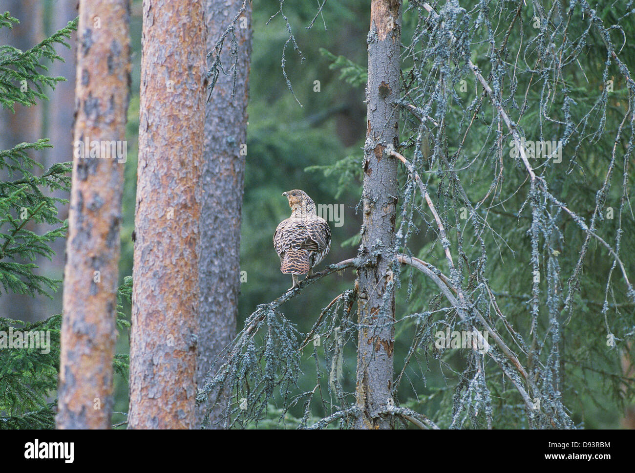 Capercaillie perché sur des forêts de la direction générale Banque D'Images