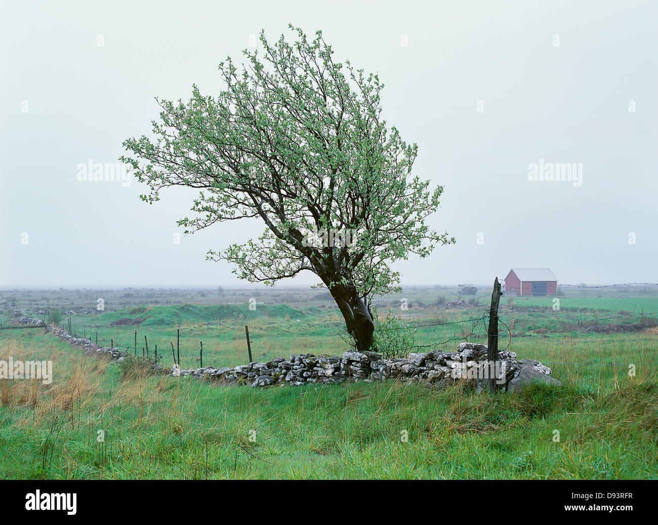 Mur de pierre et d'arbres dans un paysage Banque D'Images Mur de pierre et d'arbres dans un paysage Banque D'Images