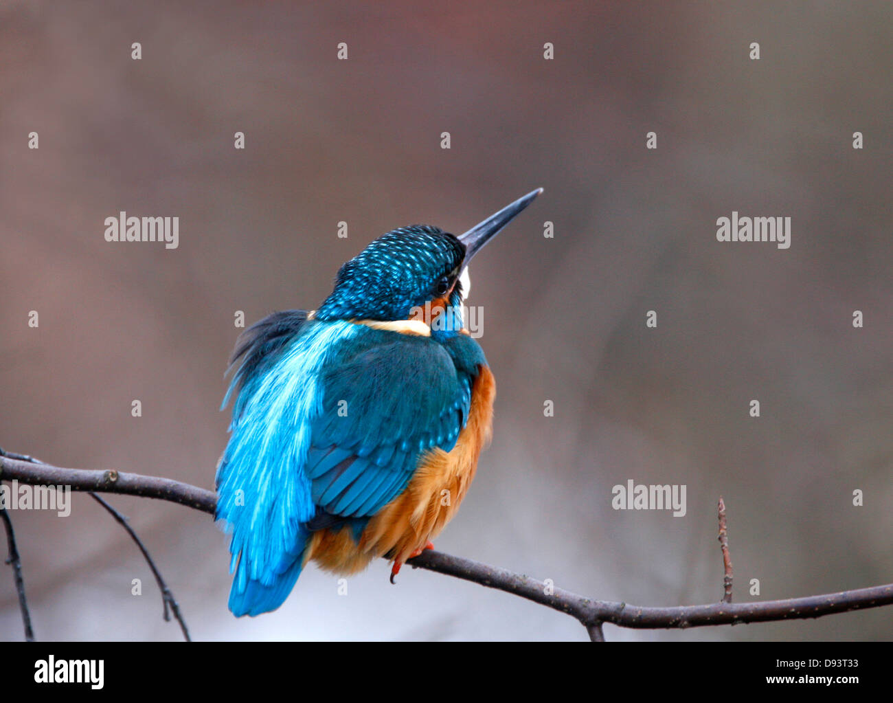 Close-up of kingfisher perching on branch Banque D'Images