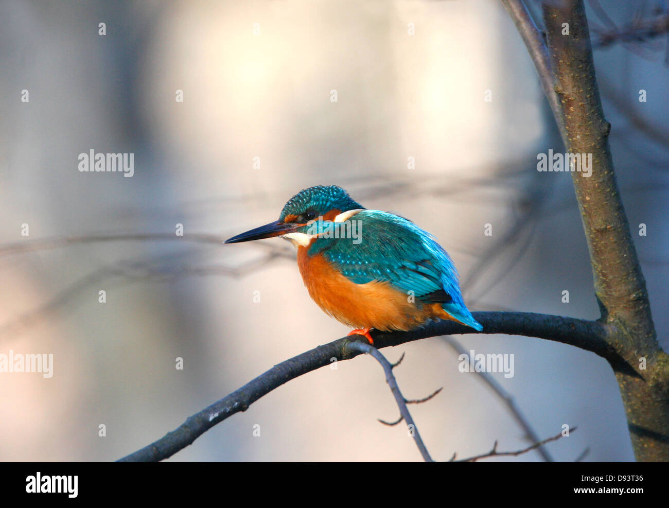 Close-up of kingfisher perching on branch Banque D'Images