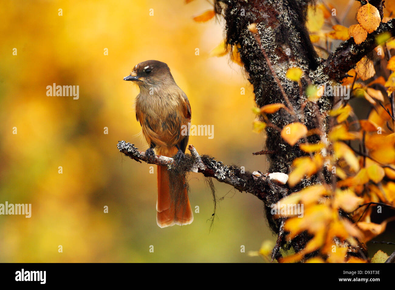 Siberian jay perching on branch Banque D'Images
