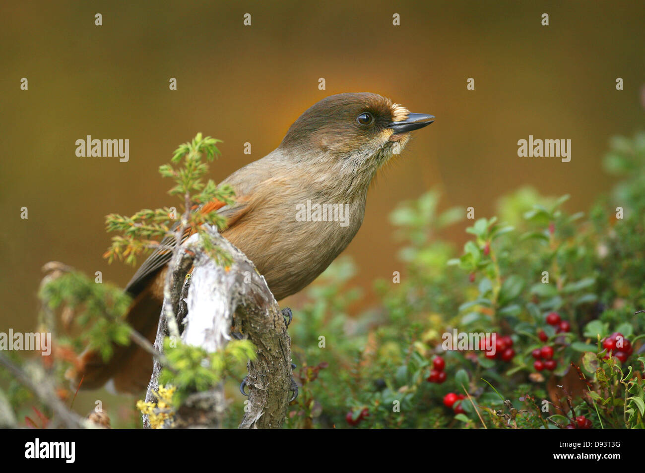 Siberian jay perching on branch Banque D'Images