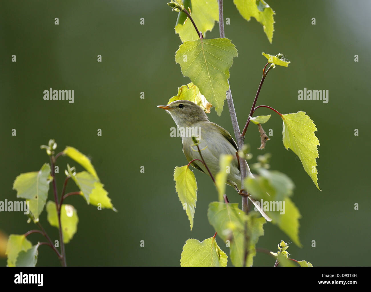Bird perching on branch Banque D'Images
