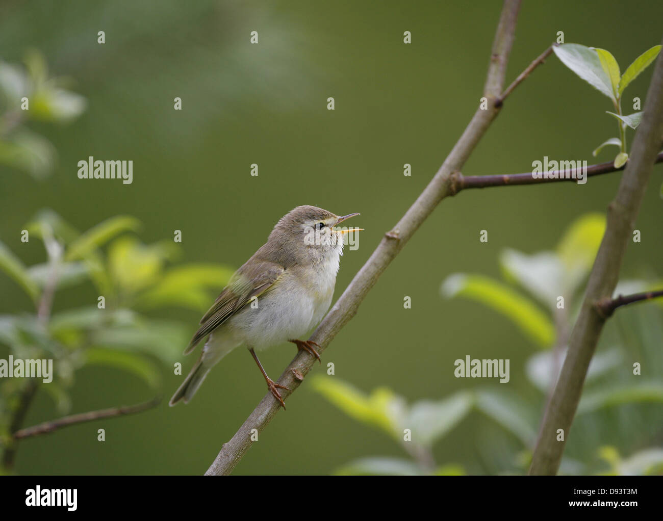 Bird perching on branch Banque D'Images