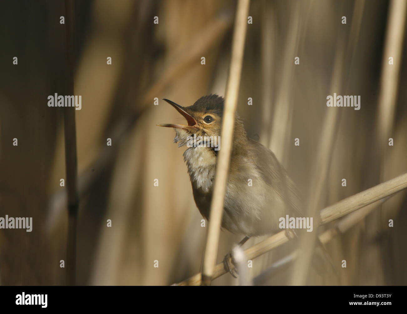 Reed-orangée se percher sur la branche et l'appel Banque D'Images
