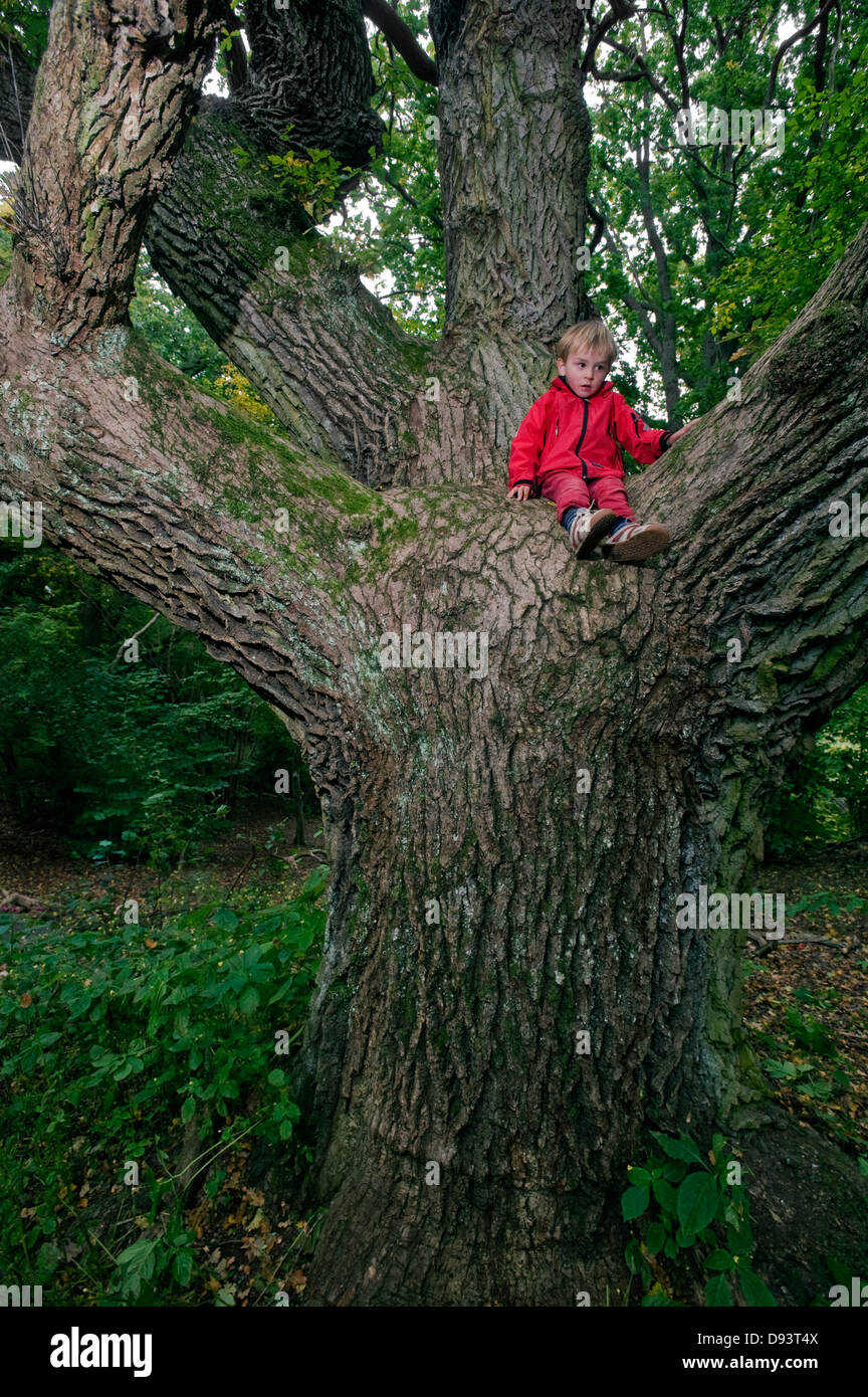 Garçon assis sur le tronc d'arbre de chêne Banque D'Images