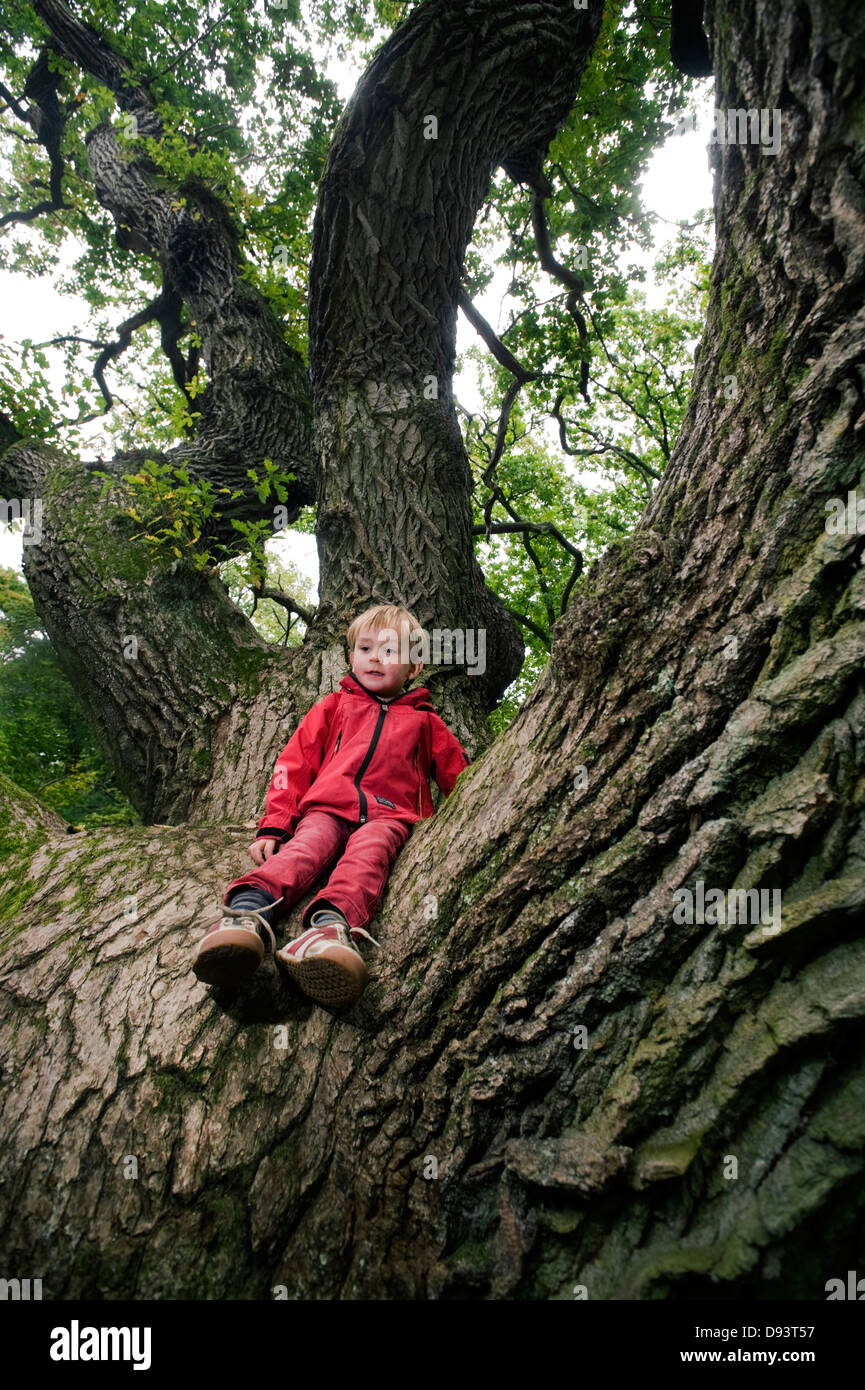 Garçon assis sur le tronc d'arbre de chêne Banque D'Images