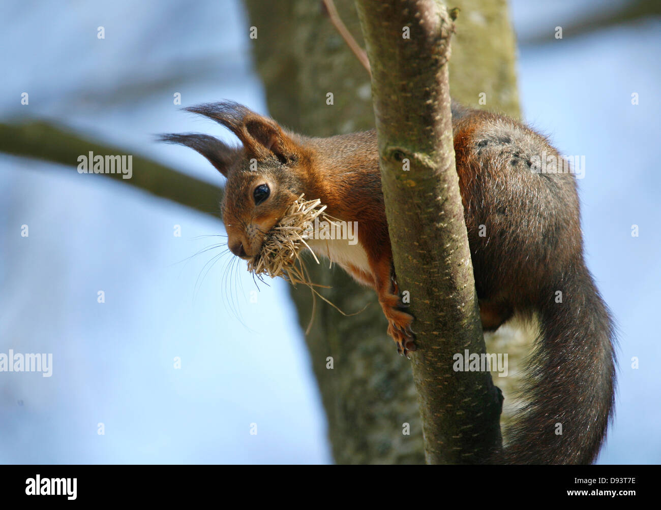 Écureuil rouge sur branche d'arbre Banque D'Images