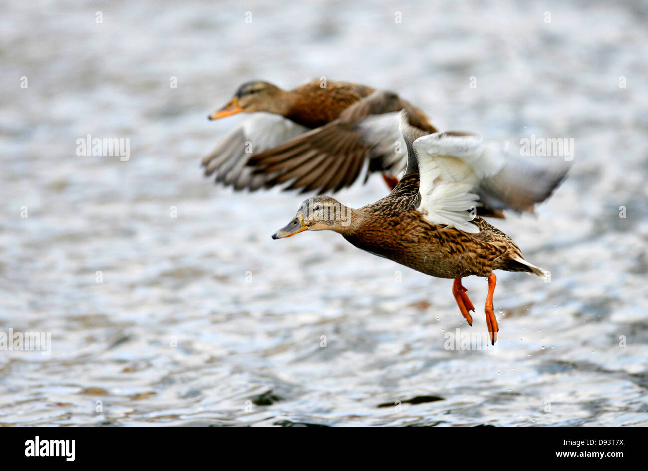 Deux canards Banque D'Images