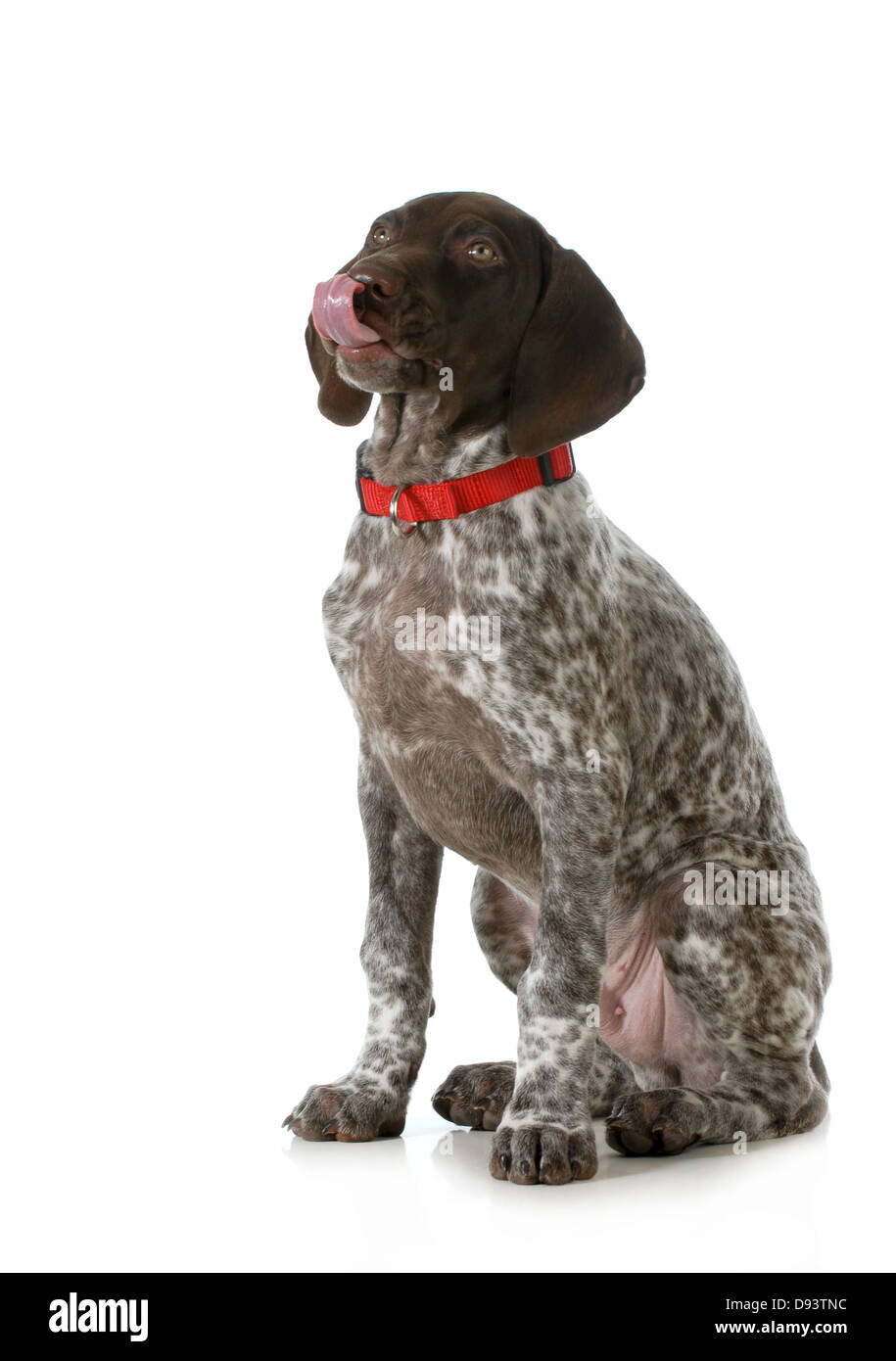Chiot mignon- pointeur aux cheveux courts allemand chiot lécher lèvres isolé sur fond blanc Banque D'Images