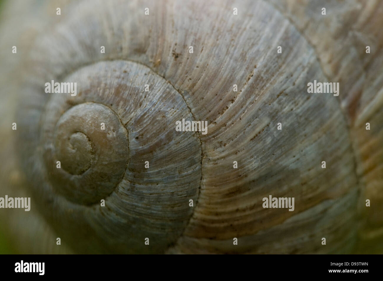 Coquillage mollusque Banque de photographies et d’images à haute — free download