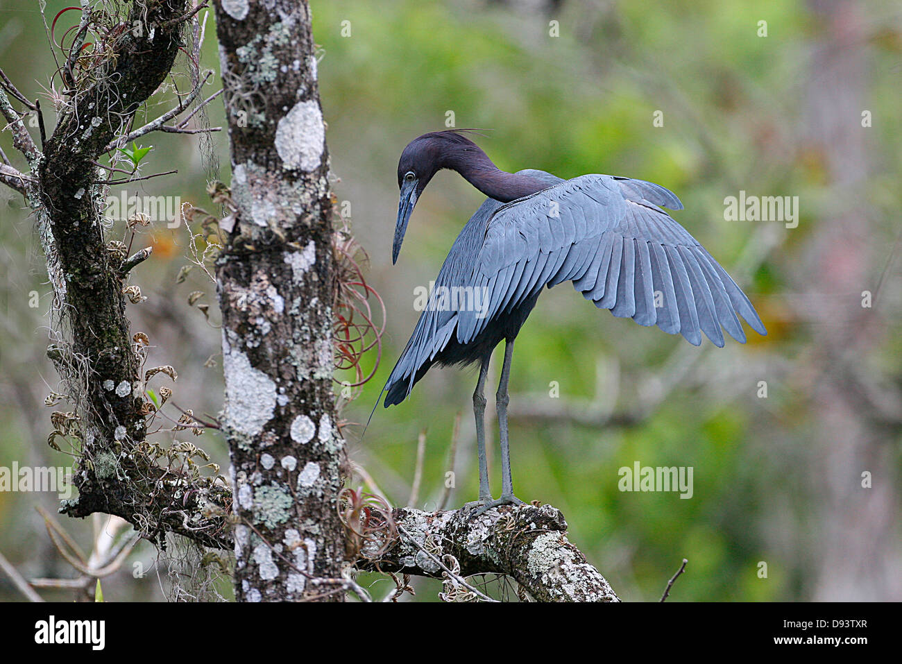 Bird perching on tree branch Banque D'Images