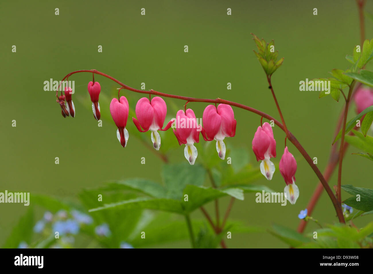 La direction générale de fleurs roses Banque D'Images