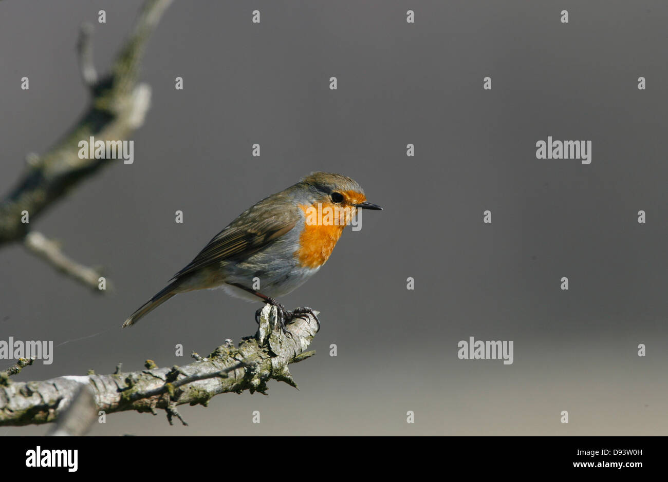 Moucherolle vert perching on tree branch Banque D'Images