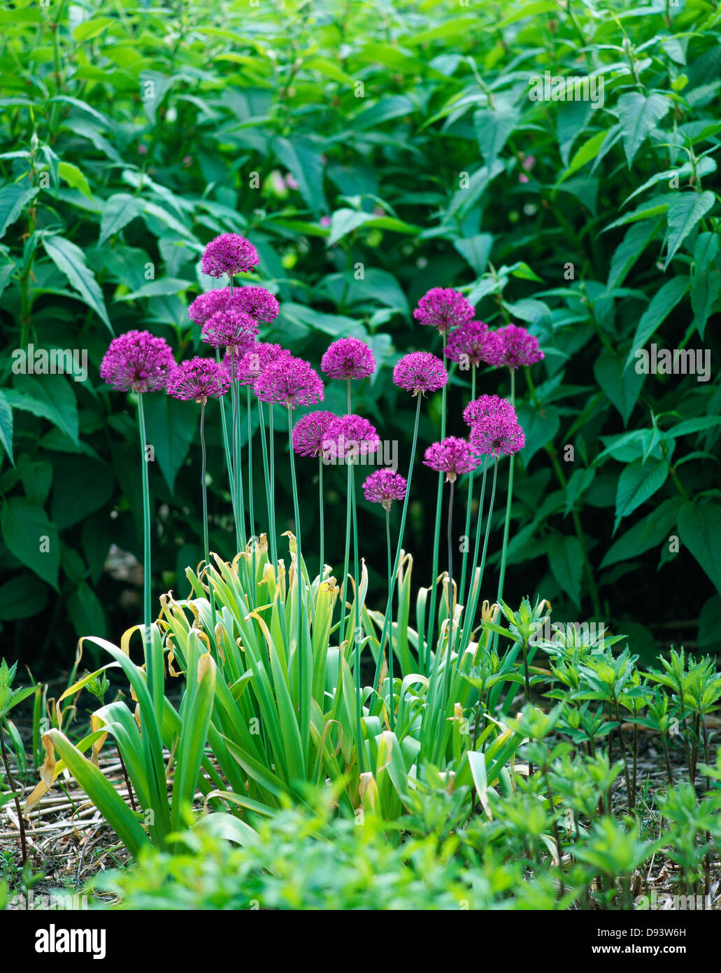 L'allium fleurs dans un parterre de fleurs. Banque D'Images